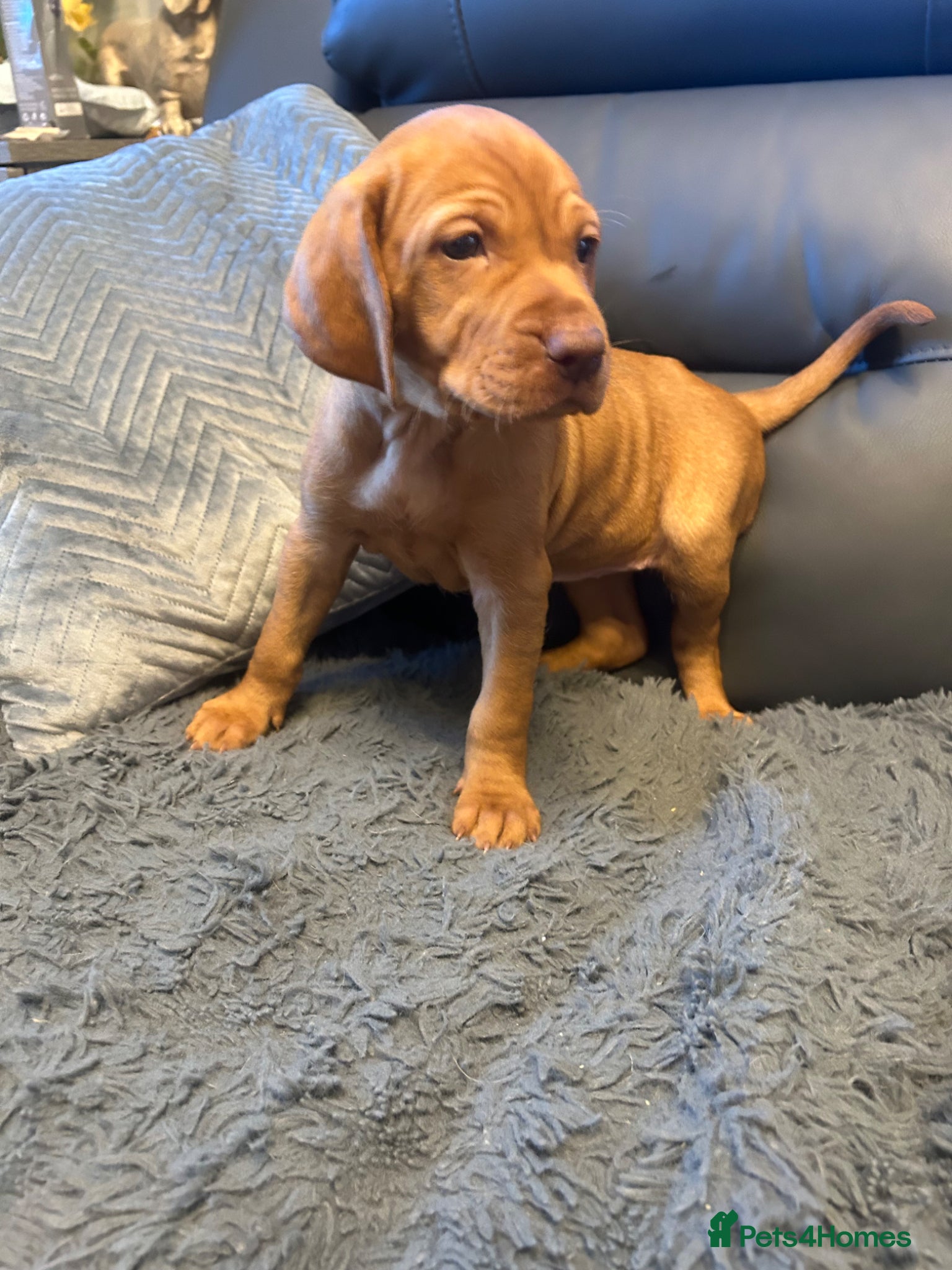 Hungarian Vizsla dogs for sale: Stunning chunky Hungarian vizsla puppies  - Advert 1