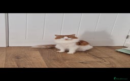 Mixed Breed cats for sale: Beautiful cats need new home! - Image 2