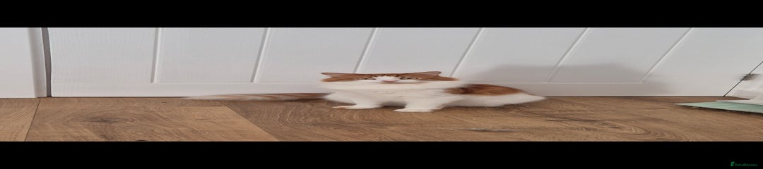Gizmo