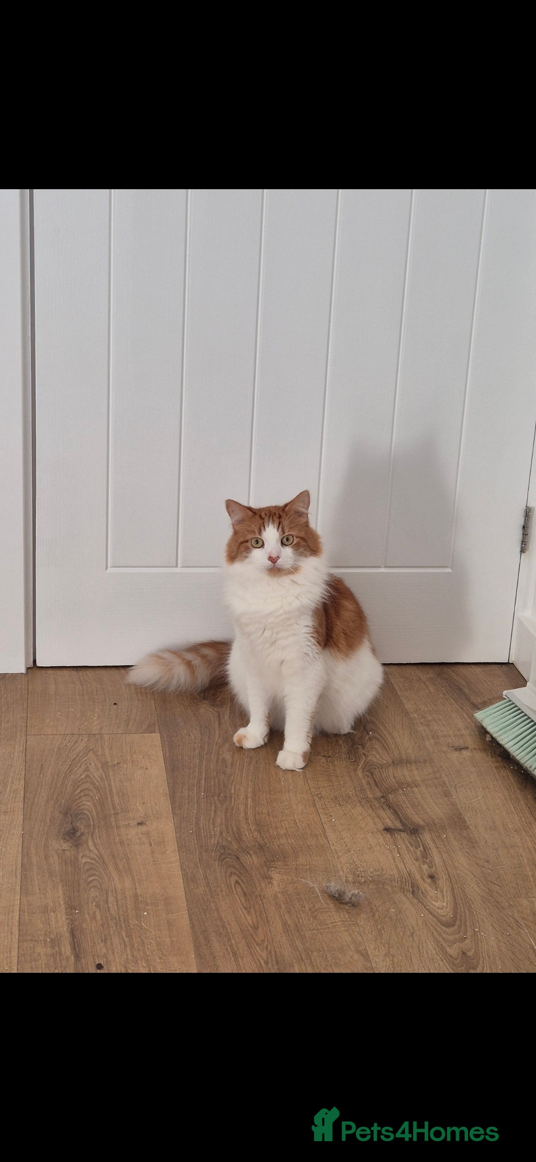 Mixed Breed cats for sale: Beautiful cats need new home! - Image 2