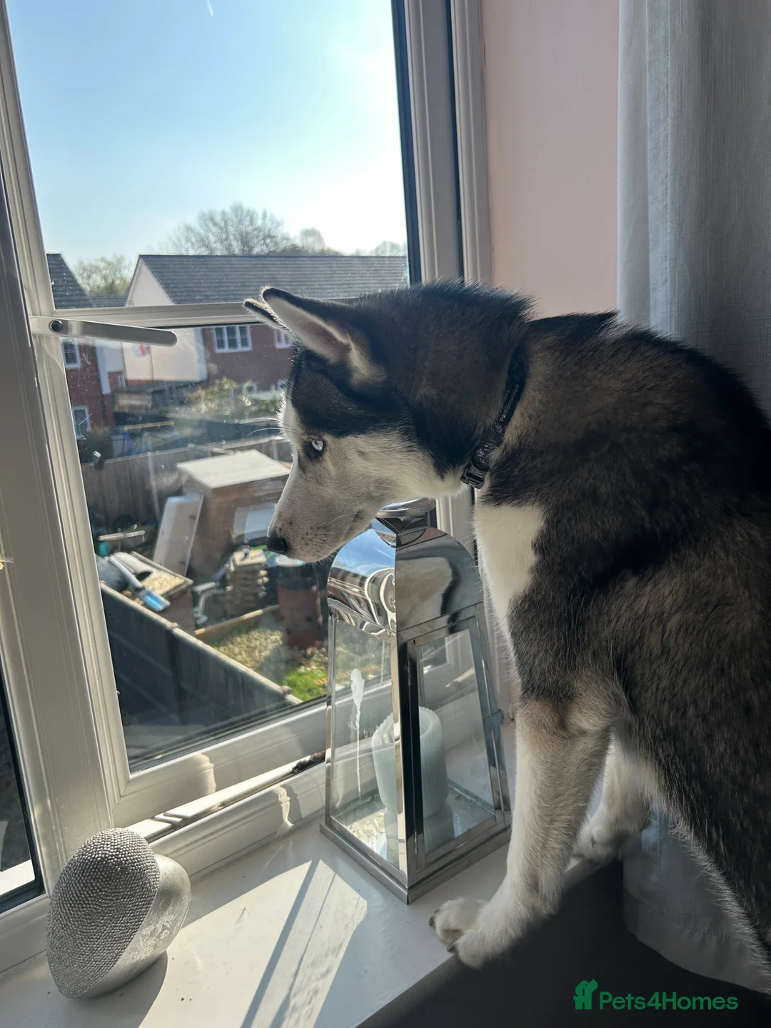 Siberian Husky dogs for sale:  Beautiful 10 Month Bitch.  - Advert 2