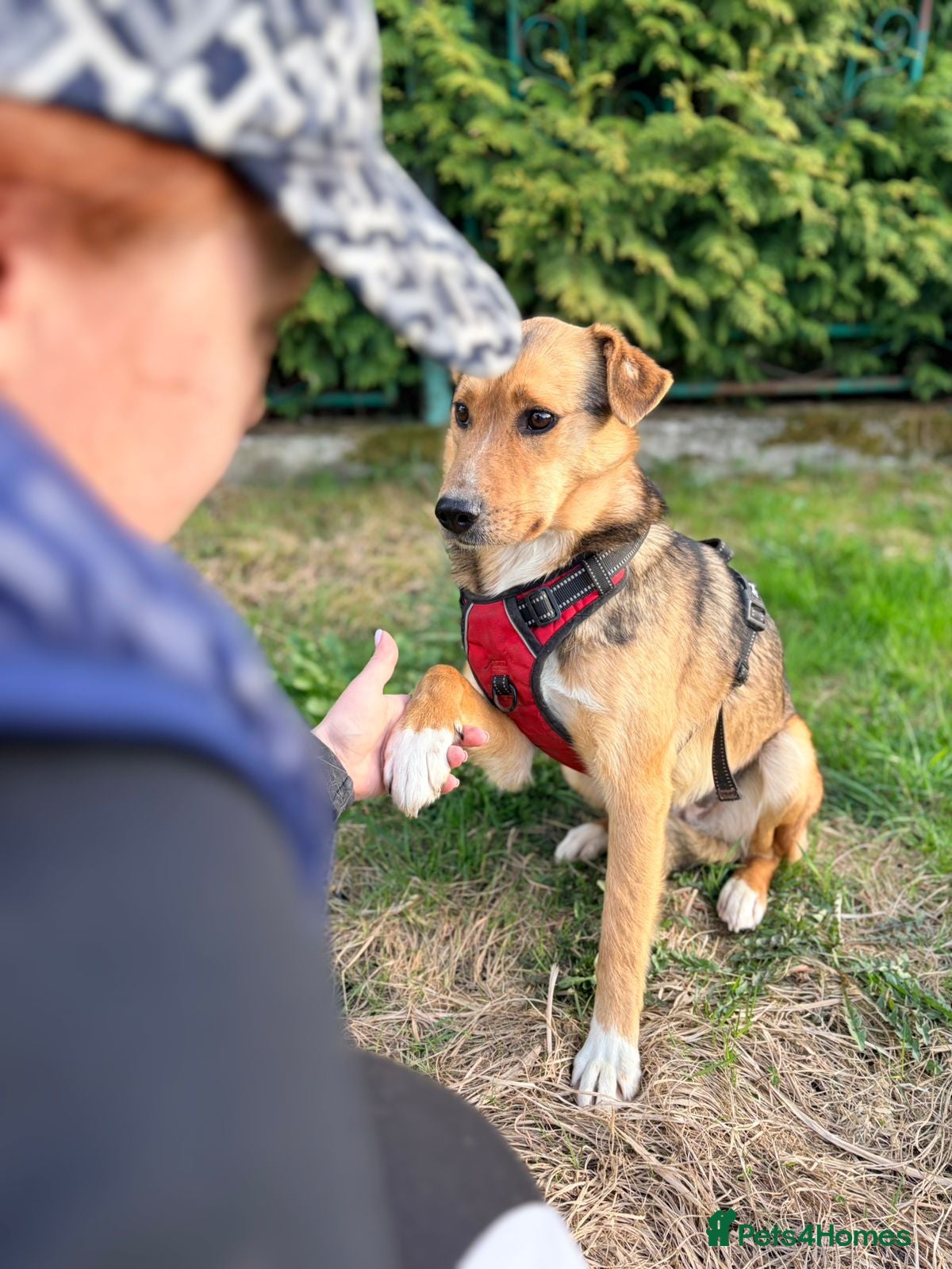 Mixed Breed dogs ❤️🐶 STELLA – SHE BUILDS HER WORLD AROUND YOU - Advert 1