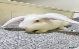 Mixed Breed rabbits for sale: Bunnies in Cheddar - Image 10