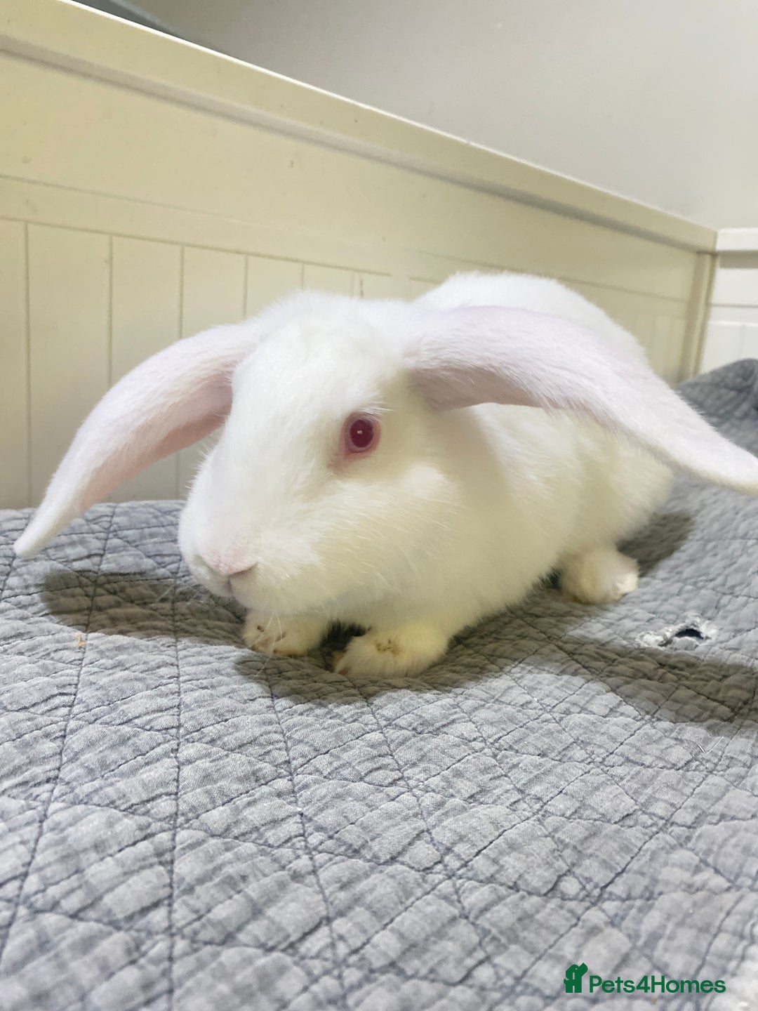 Mixed Breed rabbits for sale: Bunnies in Cheddar - Image 10