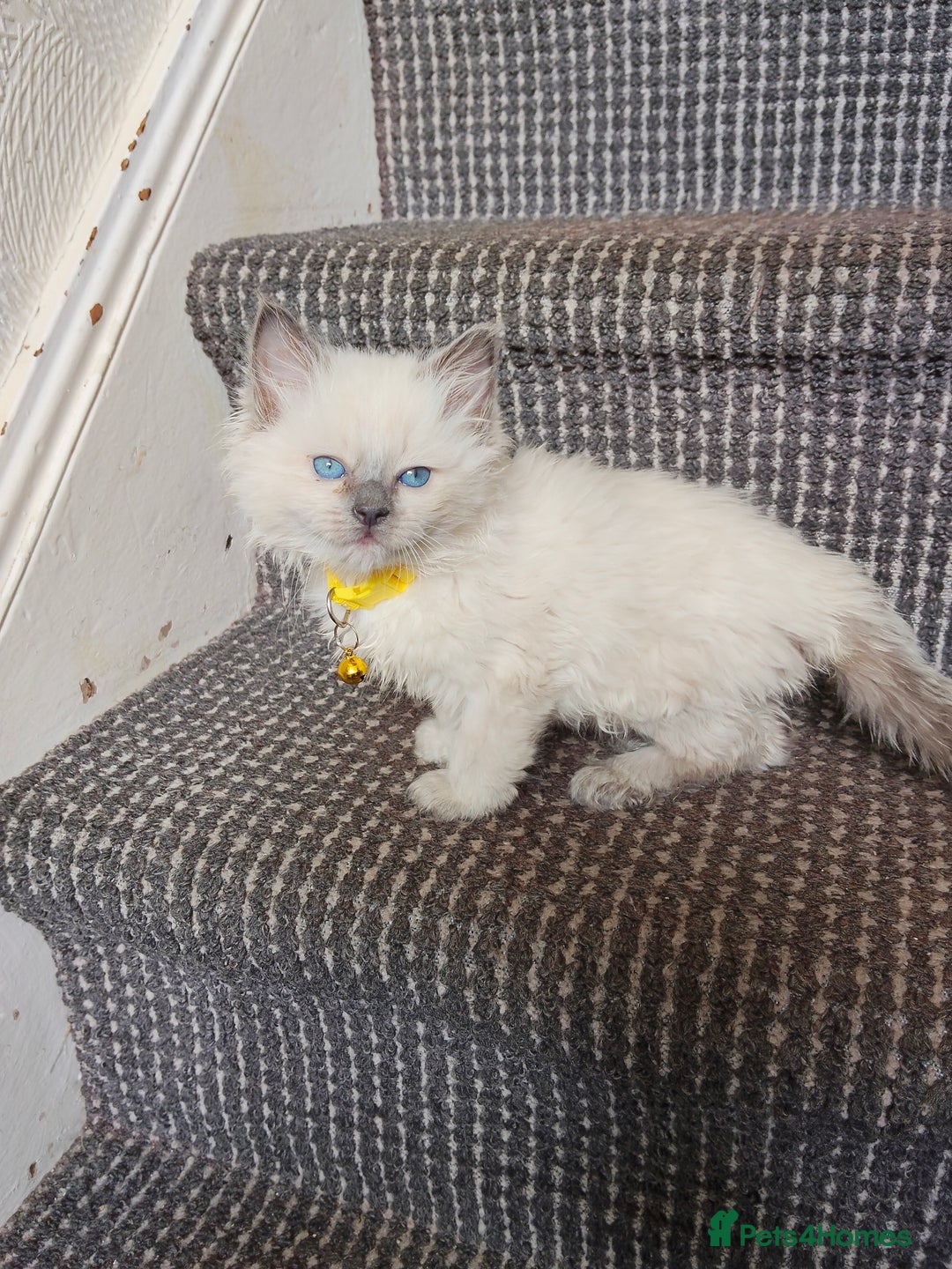 Ragdoll cats for sale: ragdoll kittens - Image 7