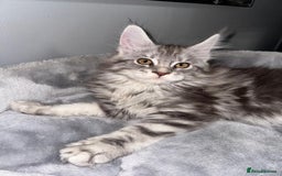 Maine Coon cats for sale: Stunning Maine Coon Girl Kittens Ready Now  - Image 5