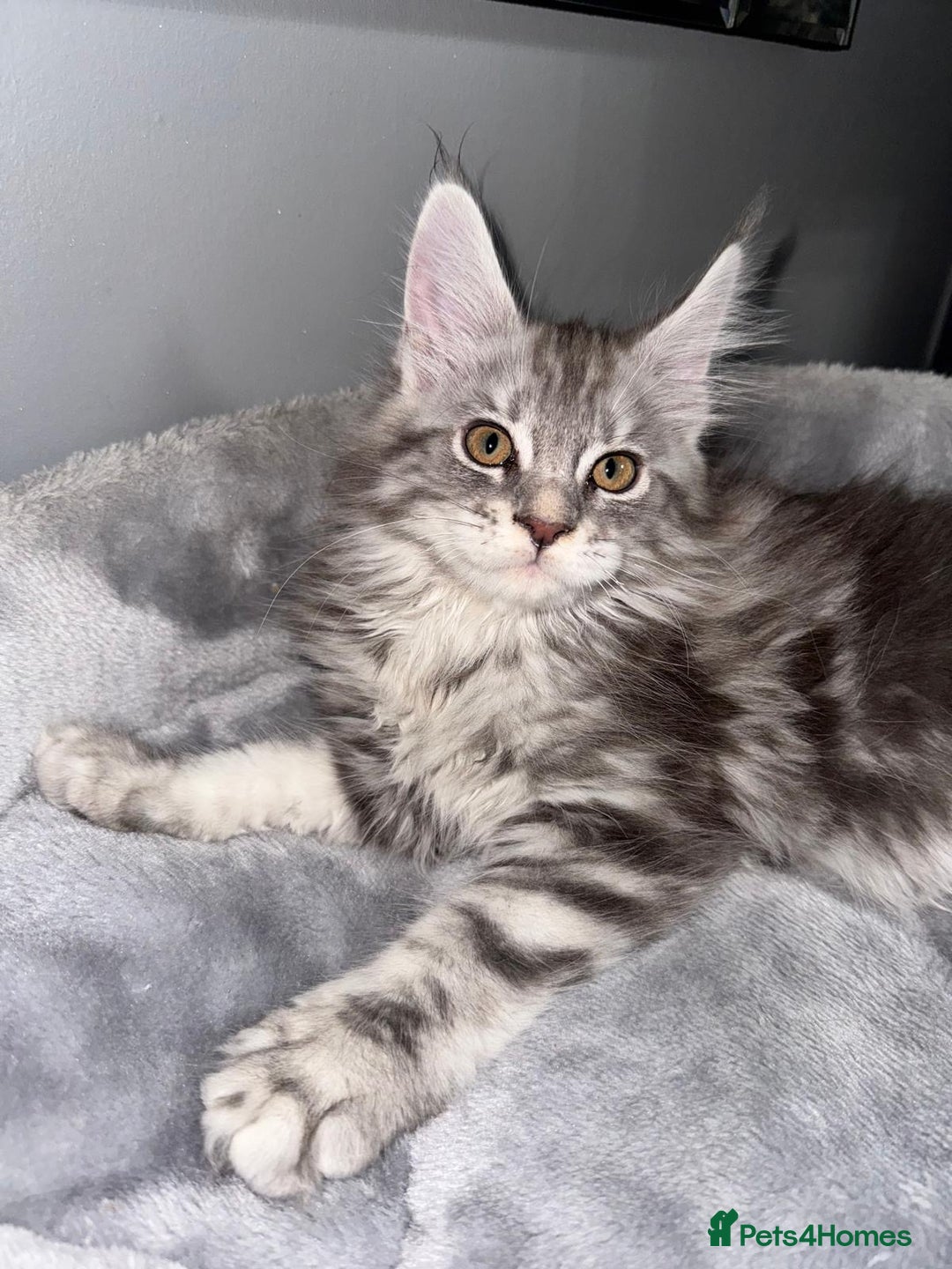 Maine Coon cats for sale: Stunning Maine Coon Girl Kittens Ready Now  - Image 5