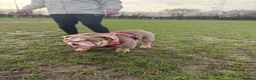 English Bulldog dogs for sale: Pet home only she will be spayed (no Breeders) - Advert 3