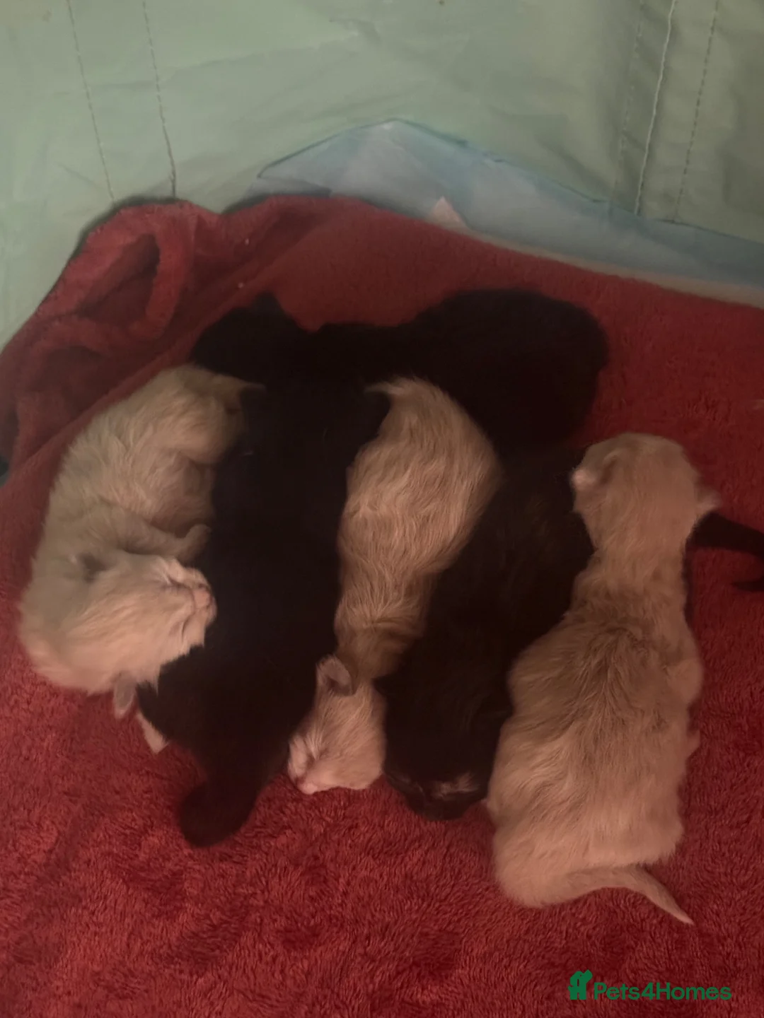 Ragdoll cats for sale: Beautiful Ragdoll Cross kittens  - Advert 2