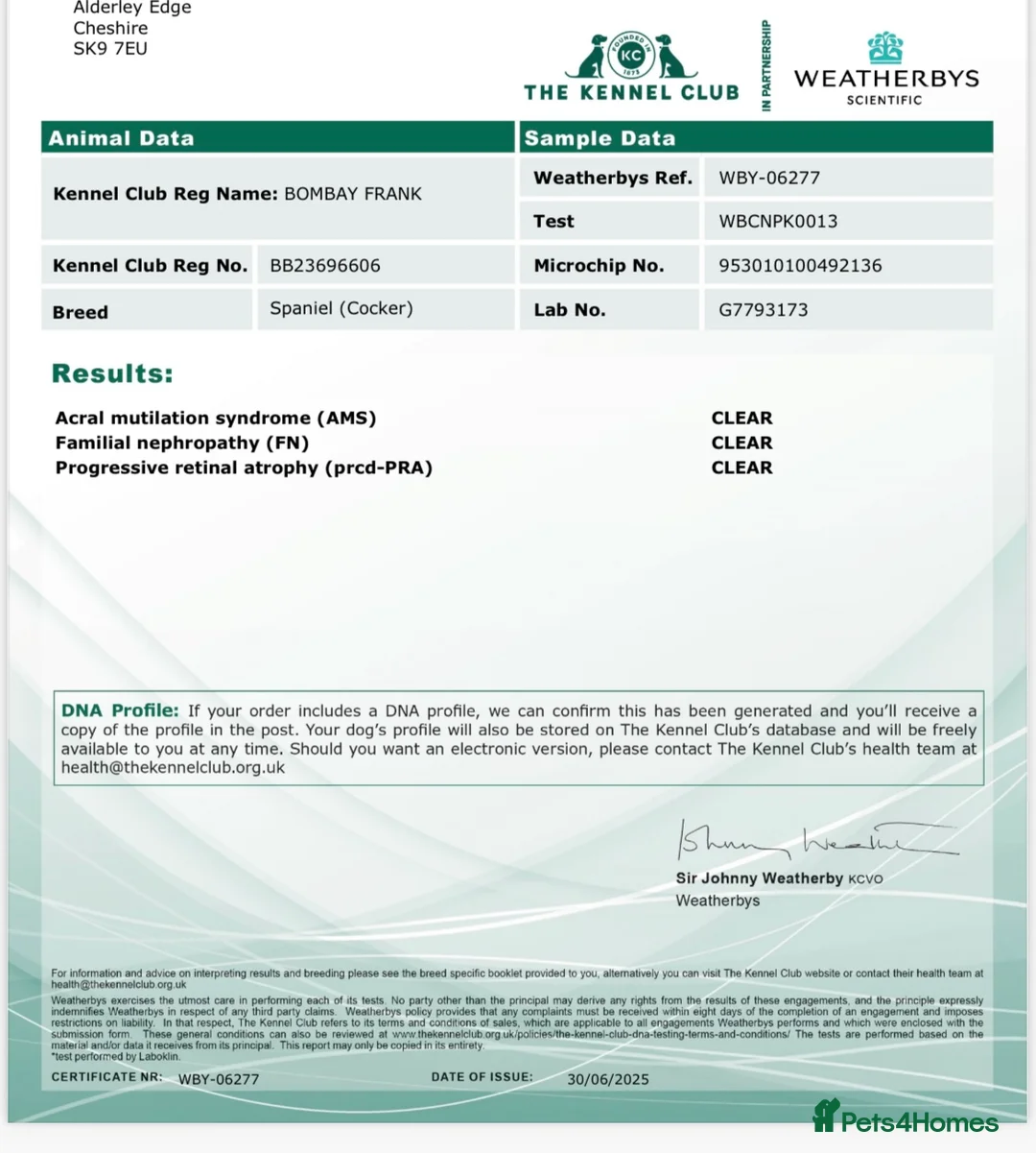 Cocker Spaniel dogs for stud: Black and tan Cocker Spaniel for stud - Advert 15