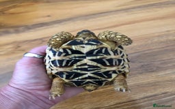Tortoise reptiles for sale: Indian Star Tortoises - Image 10