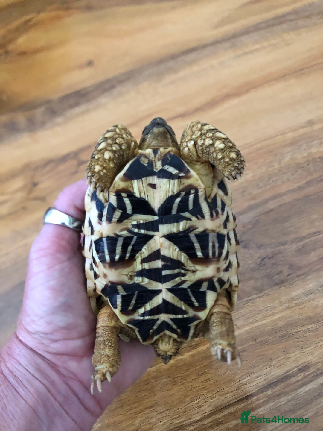 Tortoise reptiles for sale: Indian Star Tortoises - Image 10