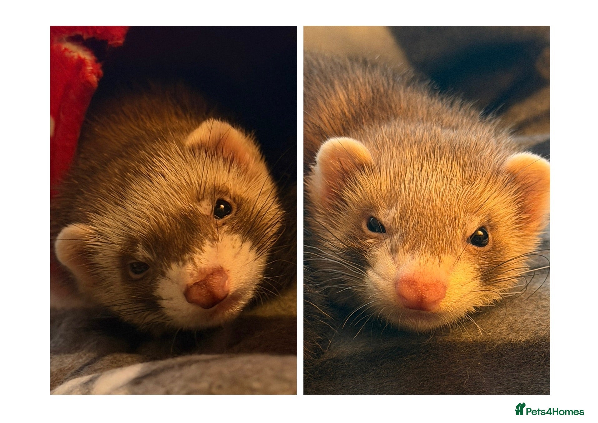 Ferret rodents 2 female ferrets plus cage, toys etc - Advert 1