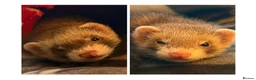Ferret rodents for sale: 2 female ferrets plus cage, toys etc in Ellesmere Port - Advert 1