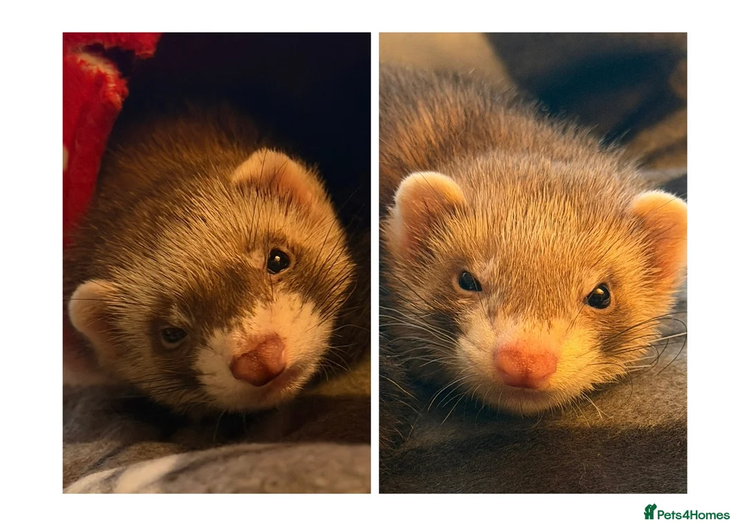 Ferret rodents for sale: 2 female ferrets plus cage, toys etc in Ellesmere Port - Advert 1