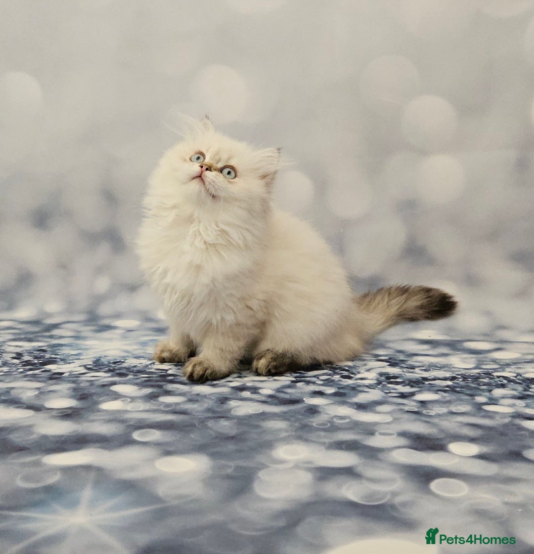 British Longhair cats for sale: Excellent Scottish straight Highland Kittens - Image 27