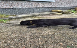 Flat coated Retriever dogs for sale: Flat coat retriever  - Image 8