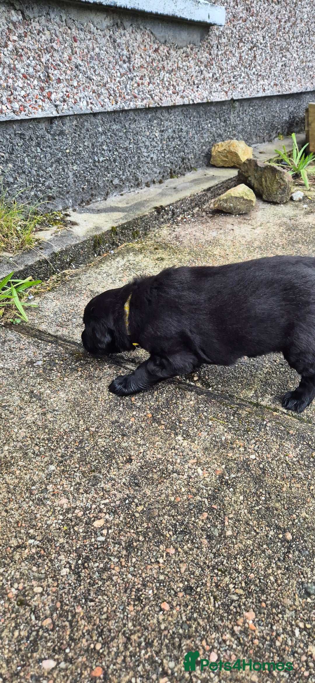 Flat coated Retriever dogs for sale: Flat coat retriever  - Image 8