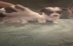 Mixed Breed dogs for sale: Miniature chihuahua X Jack russell puppies  - Image 14