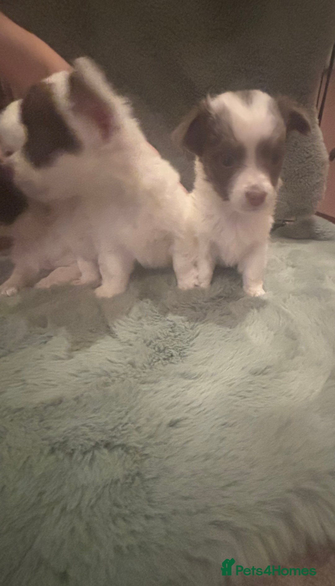 Mixed Breed dogs for sale: Miniature chihuahua X Jack russell puppies  - Image 14