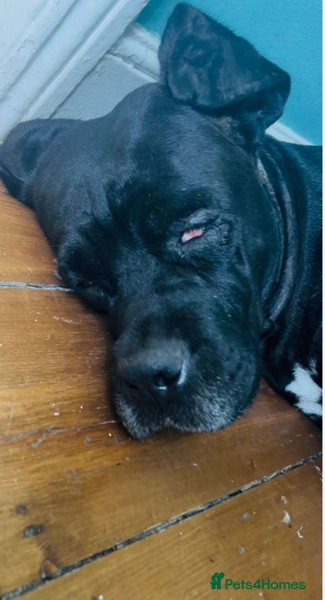 Mixed Breed dogs Cane Corso Mix Bullmastiff Puppies  £1299 - Advert 14