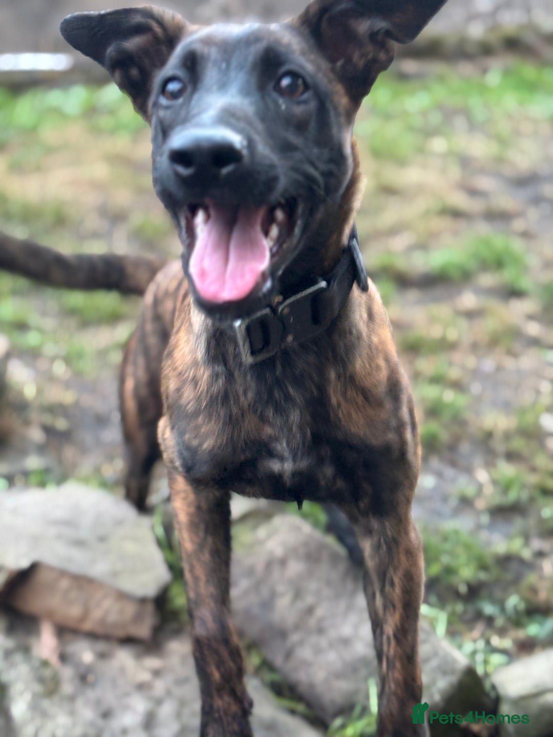 Belgian Shepherd Dog dogs for sale: Stunning Dutch herder female  - Image 7