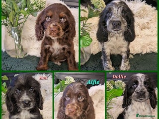 Cocker Spaniel dogs Exceptional Pedigree Show Type English Cockers - Advert 7