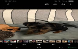 Yorkshire Terrier dogs for sale: 3 yr old Yorkshire terrier bitch - Image 6