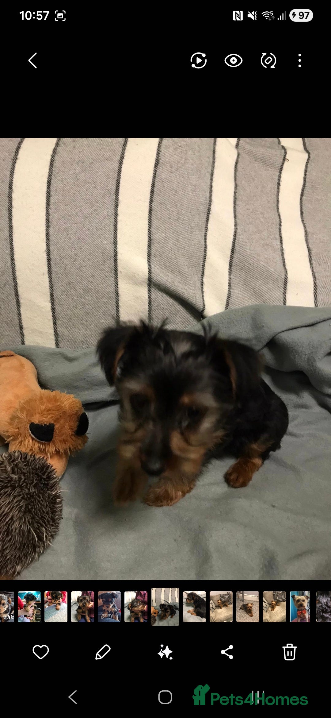 Yorkshire Terrier dogs for sale: 3 yr old Yorkshire terrier bitch - Image 6