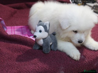 Samoyed dogs - Advert 3