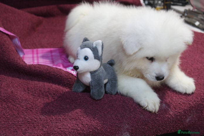 Samoyed dogs - Advert 1