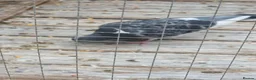 Pigeons birds for sale: Young tipplers,tumblers and racers for sale £3 - Advert 12