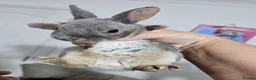 Rex rabbits for sale:  Adorable Rex Rabbits Babies - Advert 6