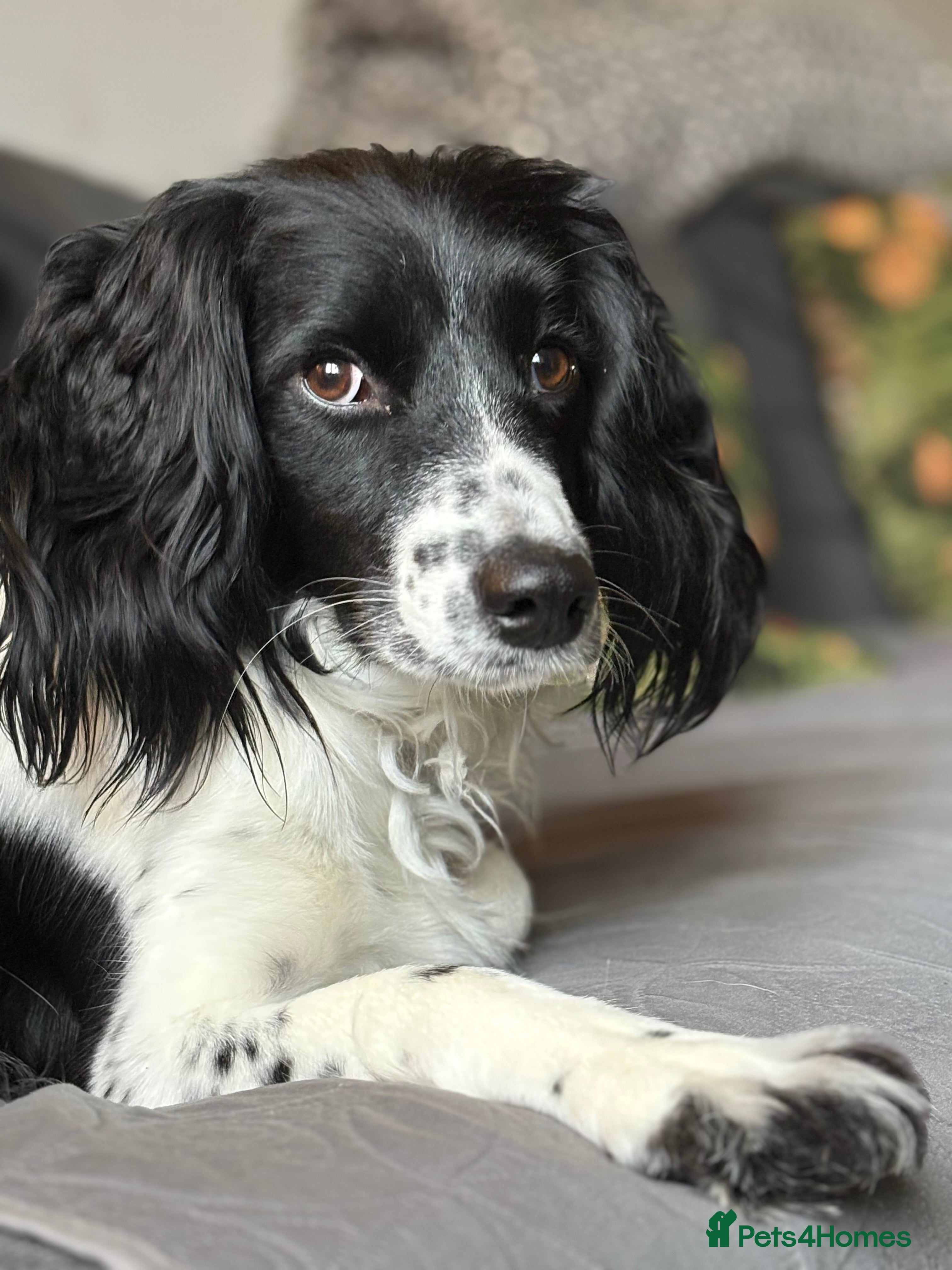 Sprollie dogs Sprollie Puppies  - Advert 8