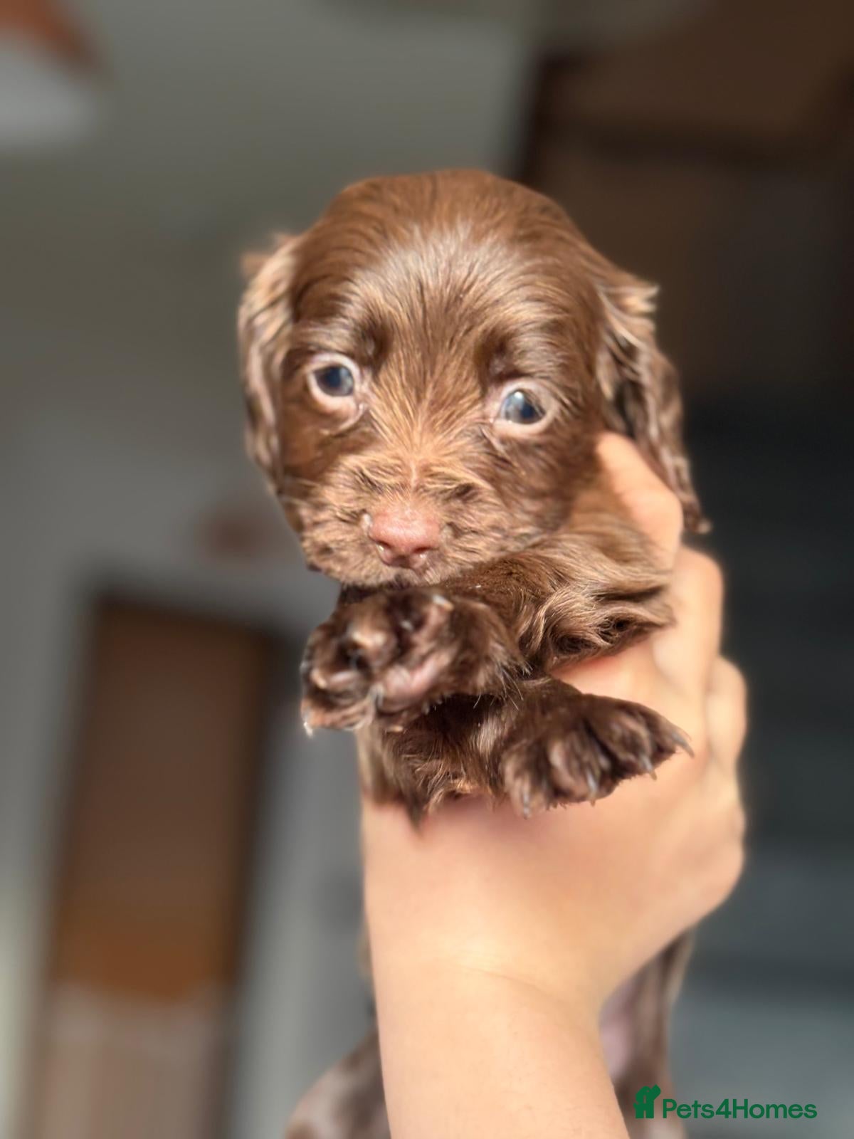 Sprocker dogs Sprocker puppies - Advert 17