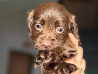 Sprocker dogs Sprocker puppies - Advert 17