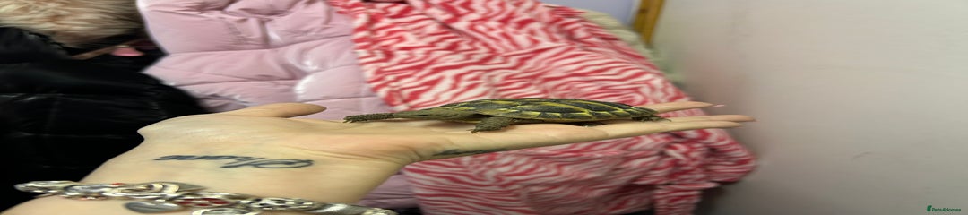 DefaultPet