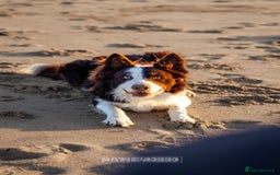 Border Collie dogs for stud: Chase - red & white BC for stud - Image 4