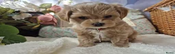 Toy Poodle dogs for stud: Stunning Asian Poodle 1.6kg for STUD ONLY - Advert 9