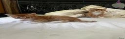 Mixed Breed cats for sale: Siberian Mix kittens - Advert 3