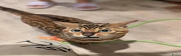 Bengal cats for sale: Retired Male Bengal Seeking Forever Home - Advert 20
