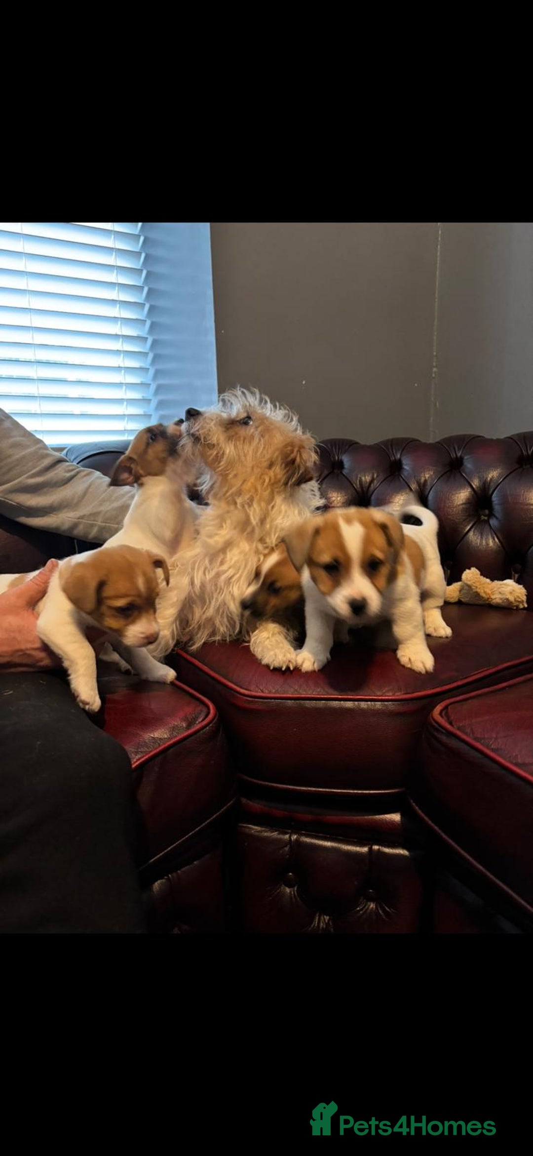 Jack Russell dogs for sale: Jack Russell Puppy’s  - Advert 1