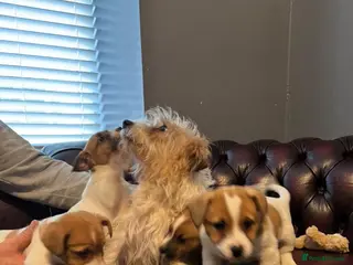 Jack Russell dogs Jack Russell Puppy’s - Advert 7