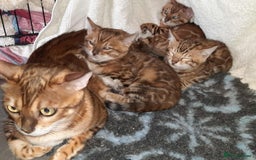 Bengal cats for sale: Quality TICA reg Bengal leopard cubs.  - Image 3