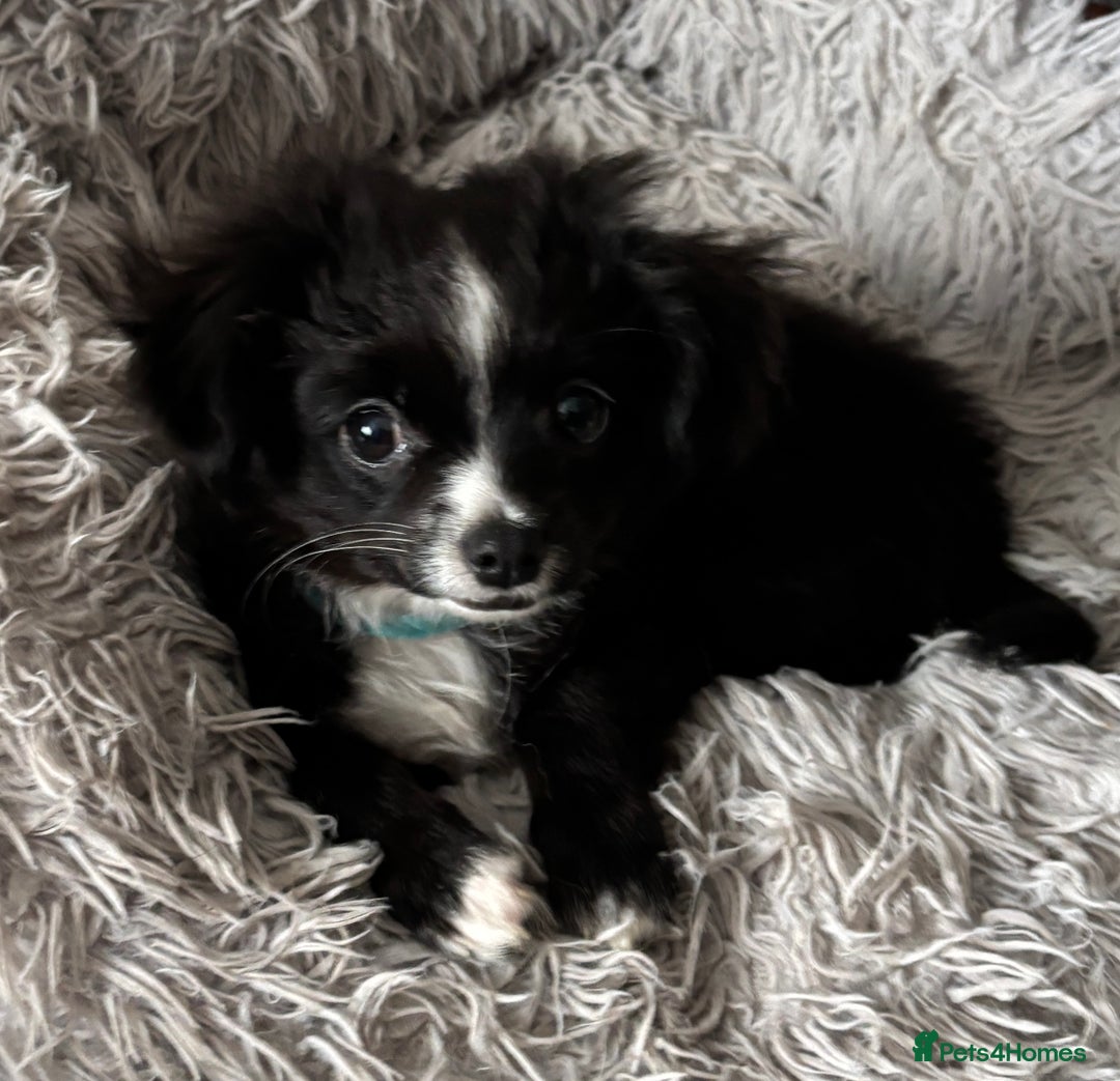 Chihuahua dogs for sale: Long Haired Chihuahua  - Advert 6