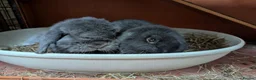 Mini Lop rabbits for sale: Potato (male mini lop) looking for a new home in ELY - Advert 6