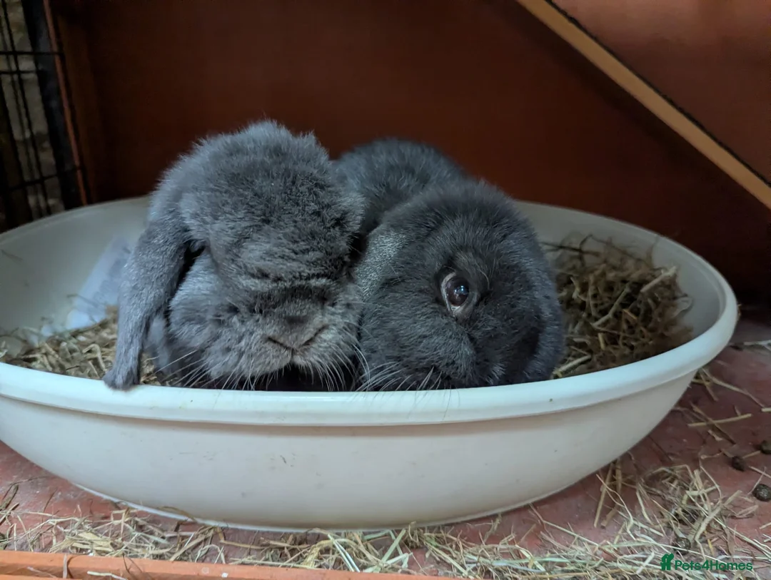 Mini Lop rabbits for sale: Potato (male mini lop) looking for a new home in ELY - Advert 6