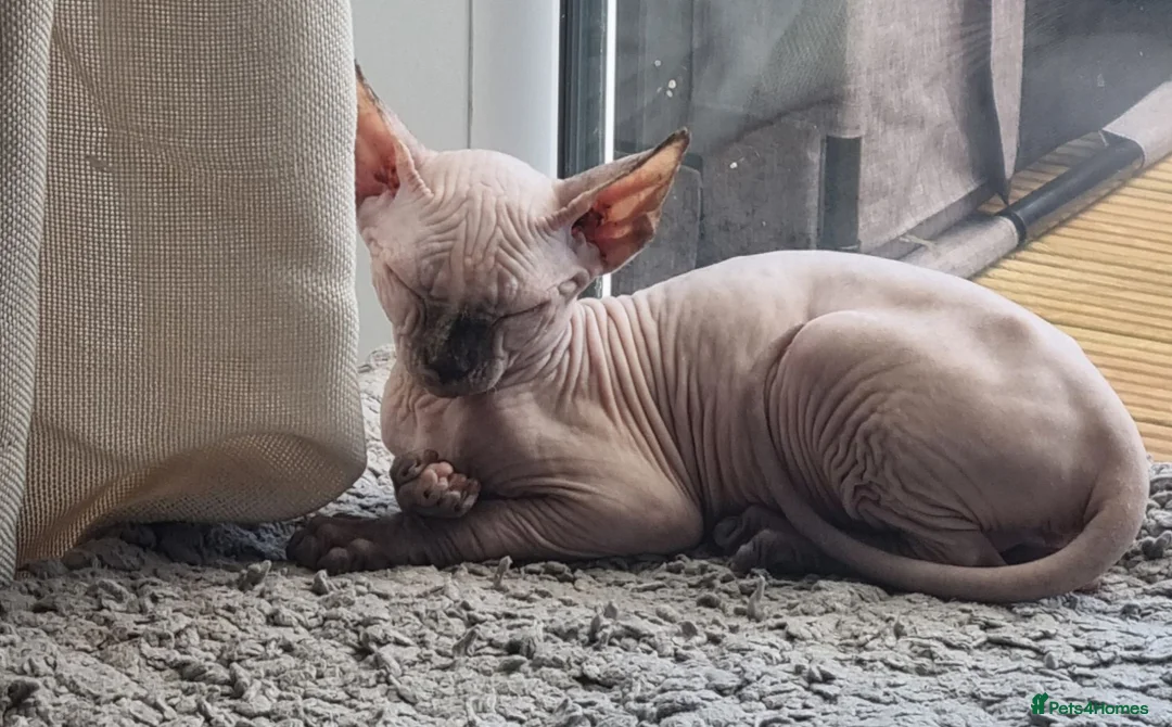 Sphynx cats for sale: Sphynx Kitten  - Advert 2