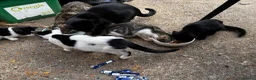 Mixed Breed cats for sale: Kittens  - Advert 7