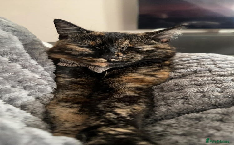 Domestic Shorthair cats - Advert 1